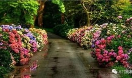 西昌最新爆料花店在哪里,探寻最新爆款的浪漫花店