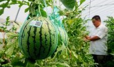 河北新瓜最新爆料,揭秘背后惊人真相