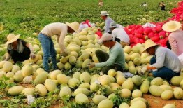 新疆吃瓜网红是谁啊,她是如何成为网络红人的？