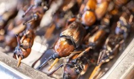 客家美食爆料视频大全最新