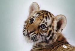 成都老虎爆料事件视频,揭秘背后惊人真相