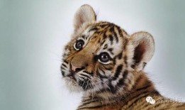 成都老虎爆料事件视频,揭秘背后惊人真相