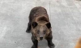 欧尼熊贵圈爆料视频,揭秘娱乐圈幕后真相