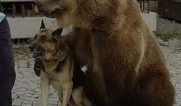 欧尼熊贵圈爆料视频,揭秘娱乐圈幕后真相