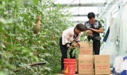 河北新瓜最新爆料,揭秘背后惊人真相